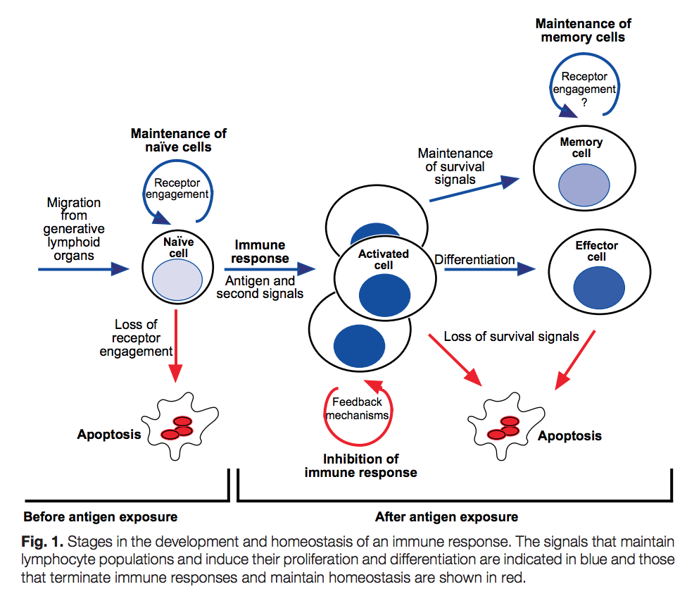 Homeostasis and Self-Tolerance in the Immune System: Turning Lymphocytes off